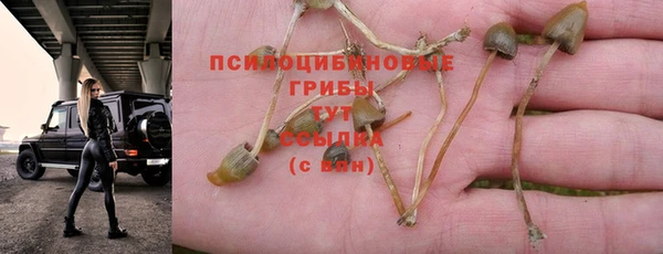 сатива Арсеньев